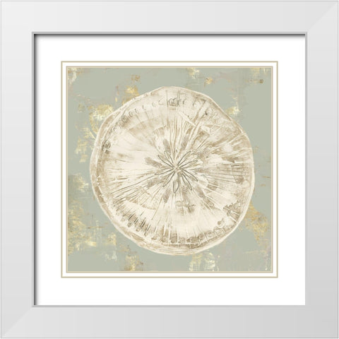 Cone Shells II White Modern Wood Framed Art Print with Double Matting by Wilson, Aimee