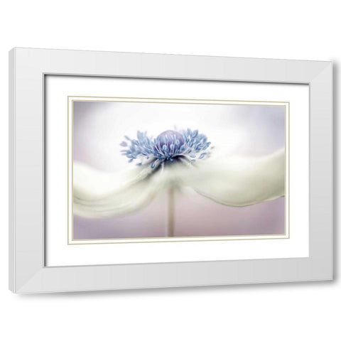 Disher - Anemone White Modern Wood Framed Art Print with Double Matting by 1x