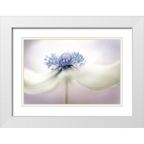 Disher - Anemone White Modern Wood Framed Art Print with Double Matting by 1x