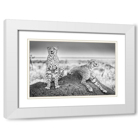 Scheid - Two Cheetahs Watching Out White Modern Wood Framed Art Print with Double Matting by 1x
