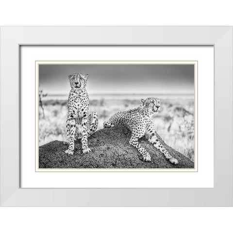 Scheid - Two Cheetahs Watching Out White Modern Wood Framed Art Print with Double Matting by 1x
