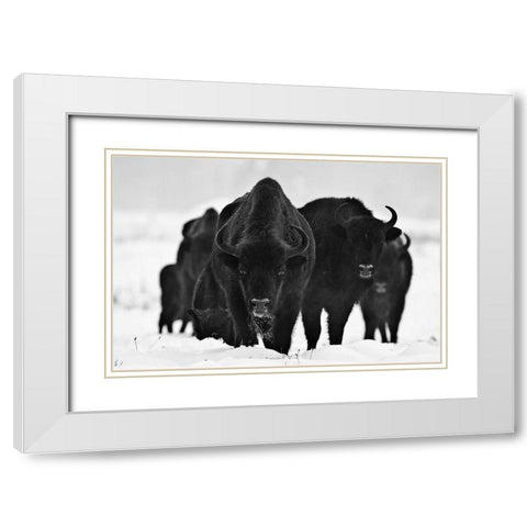 European Bizons White Modern Wood Framed Art Print with Double Matting by 1x