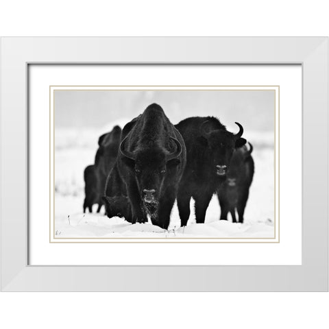 European Bizons White Modern Wood Framed Art Print with Double Matting by 1x