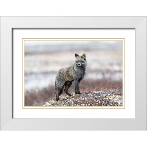 Cross Fox White Modern Wood Framed Art Print with Double Matting by Catta
