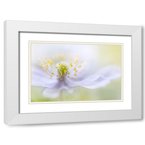 Disher - Anemone Beauty White Modern Wood Framed Art Print with Double Matting by 1x