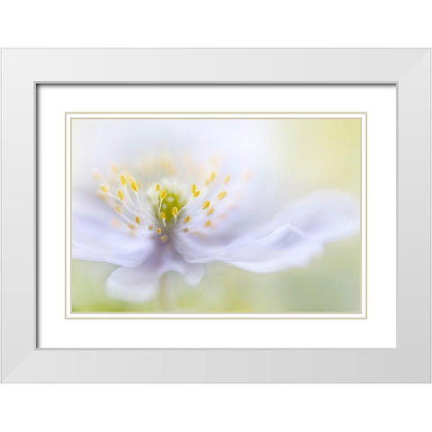 Disher - Anemone Beauty White Modern Wood Framed Art Print with Double Matting by 1x