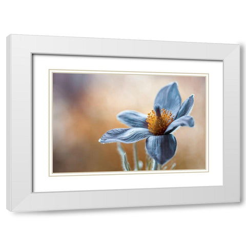 Pasque White Modern Wood Framed Art Print with Double Matting by Disher