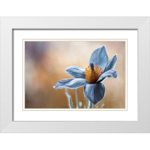 Pasque White Modern Wood Framed Art Print with Double Matting by Disher