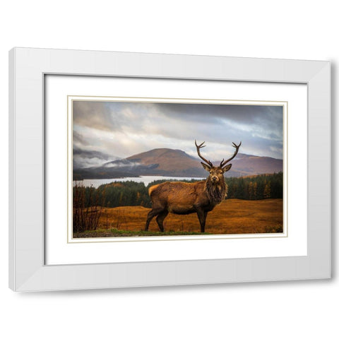 Scottish Stag  White Modern Wood Framed Art Print with Double Matting by Popan