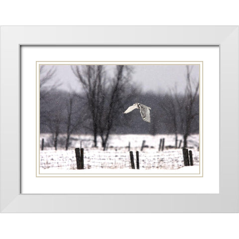 A snowy Snowy Owl White Modern Wood Framed Art Print with Double Matting by Cumming