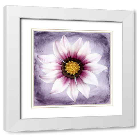 Daisy Soft On Purple White Modern Wood Framed Art Print with Double Matting by Zalewski, Christine