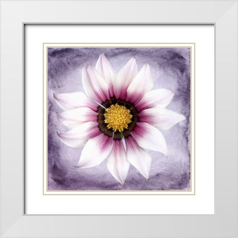 Daisy Soft On Purple White Modern Wood Framed Art Print with Double Matting by Zalewski, Christine