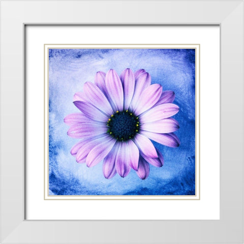 Daisy Soft Purple on Blue White Modern Wood Framed Art Print with Double Matting by Zalewski, Christine