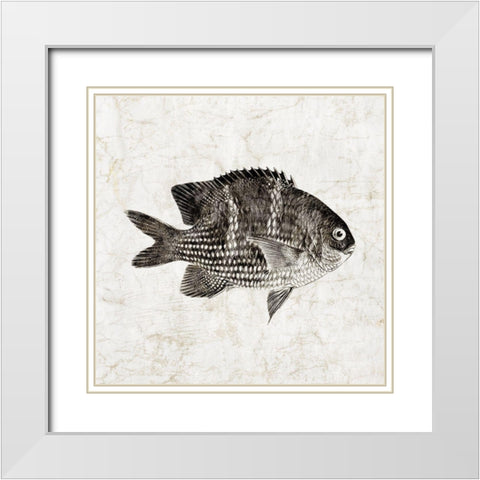 Vintage Fish I White Modern Wood Framed Art Print with Double Matting by Zalewski, Christine