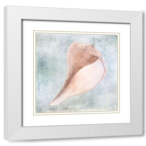 Blue Cream Sea Shell  White Modern Wood Framed Art Print with Double Matting by Zalewski, Christine
