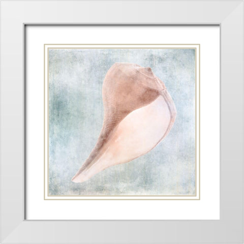 Blue Cream Sea Shell  White Modern Wood Framed Art Print with Double Matting by Zalewski, Christine