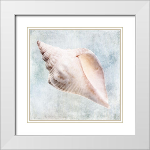 Blue Cream Murex Shell  White Modern Wood Framed Art Print with Double Matting by Zalewski, Christine