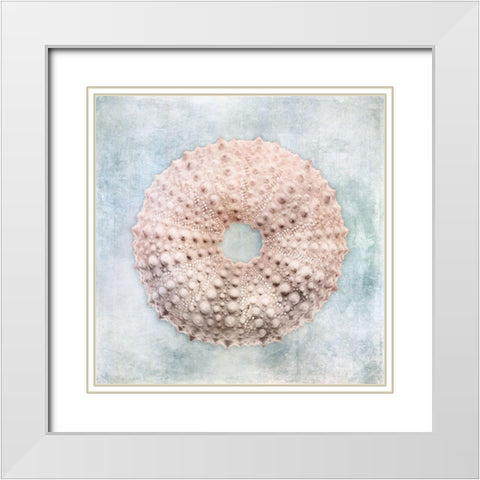 Blue Cream Sea Urchin White Modern Wood Framed Art Print with Double Matting by Zalewski, Christine