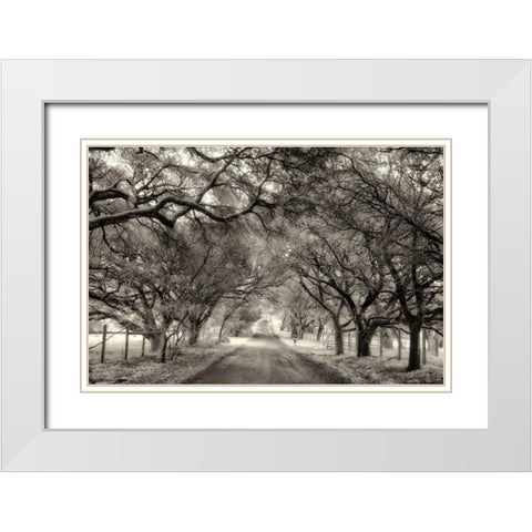 Canopy White Modern Wood Framed Art Print with Double Matting by Aron, Lucy
