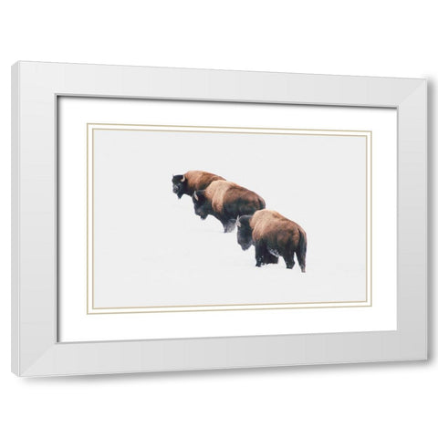 Yellowstone Trio White Modern Wood Framed Art Print with Double Matting by Annie Bailey Art