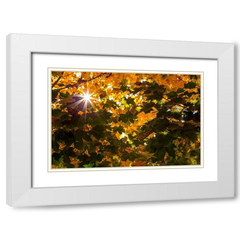 Autumn Sun White Modern Wood Framed Art Print with Double Matting by Artemiadi, Dora