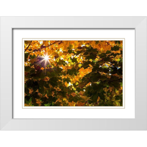 Autumn Sun White Modern Wood Framed Art Print with Double Matting by Artemiadi, Dora