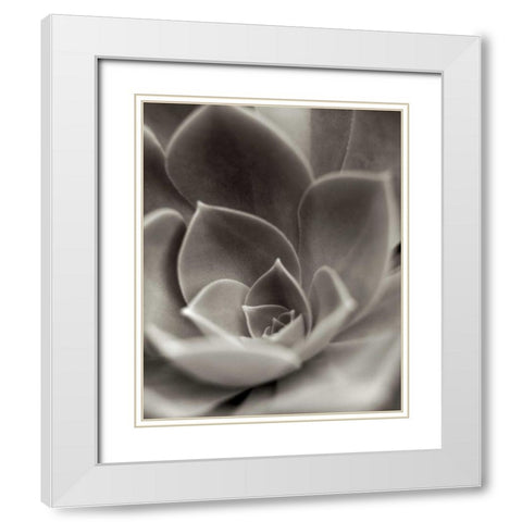 Florison - 25 White Modern Wood Framed Art Print with Double Matting by Blaustein, Alan