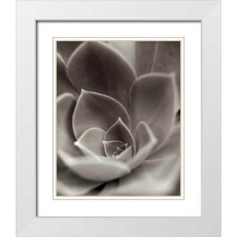 Florison - 25 White Modern Wood Framed Art Print with Double Matting by Blaustein, Alan