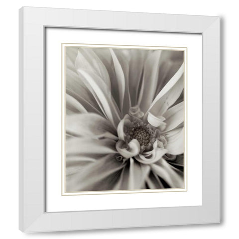 Florison - 21 White Modern Wood Framed Art Print with Double Matting by Blaustein, Alan