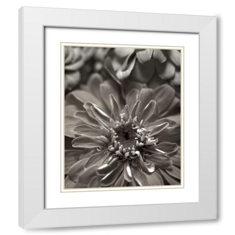 Florison - 17 White Modern Wood Framed Art Print with Double Matting by Blaustein, Alan