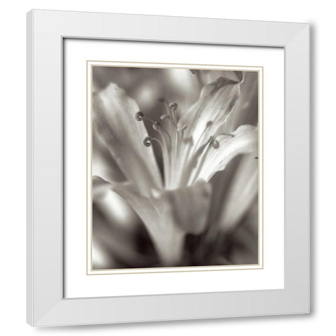 Florison - 14 White Modern Wood Framed Art Print with Double Matting by Blaustein, Alan