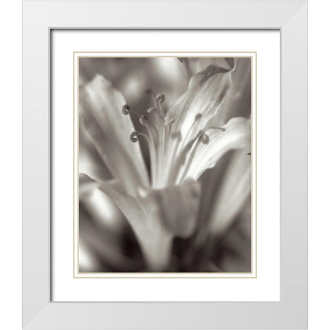 Florison - 14 White Modern Wood Framed Art Print with Double Matting by Blaustein, Alan