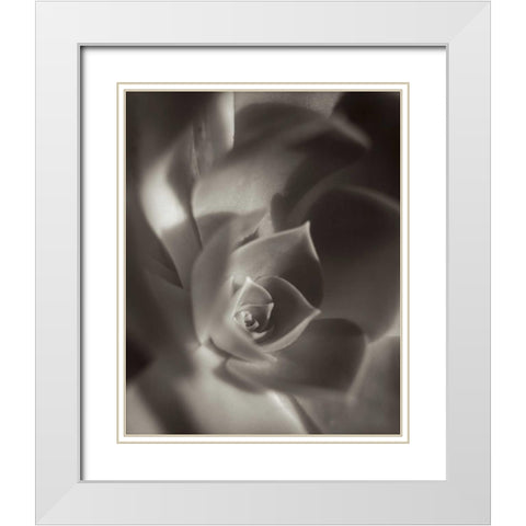 Florison - 11 White Modern Wood Framed Art Print with Double Matting by Blaustein, Alan