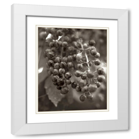 Florison - 9 White Modern Wood Framed Art Print with Double Matting by Blaustein, Alan