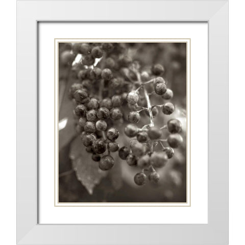 Florison - 9 White Modern Wood Framed Art Print with Double Matting by Blaustein, Alan