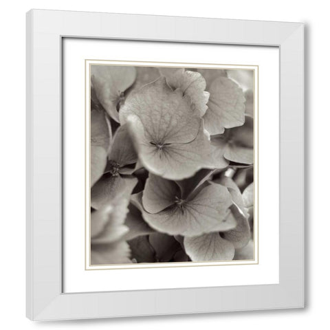 Florison - 1 White Modern Wood Framed Art Print with Double Matting by Blaustein, Alan