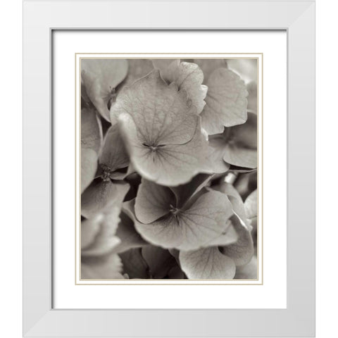 Florison - 1 White Modern Wood Framed Art Print with Double Matting by Blaustein, Alan