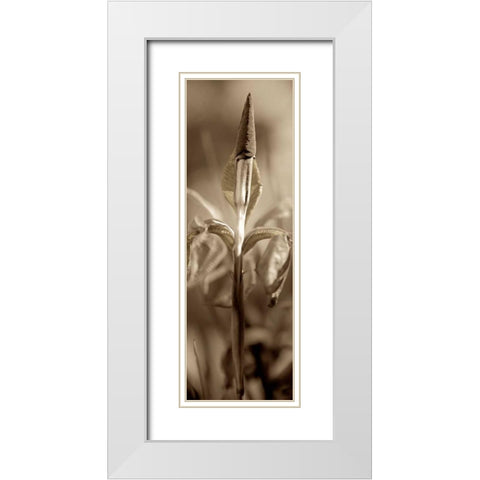 Florison - 74 White Modern Wood Framed Art Print with Double Matting by Blaustein, Alan
