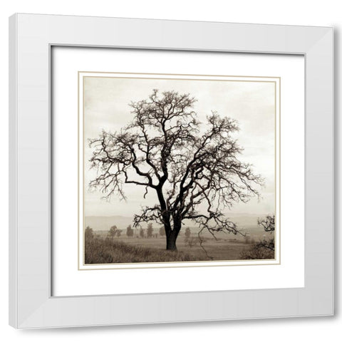 Sonoma Oak - 1 White Modern Wood Framed Art Print with Double Matting by Blaustein, Alan