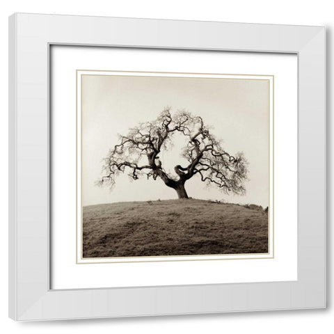 Sonoma Oak - 2 White Modern Wood Framed Art Print with Double Matting by Blaustein, Alan