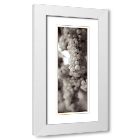 Grapes Pano - 10 White Modern Wood Framed Art Print with Double Matting by Blaustein, Alan
