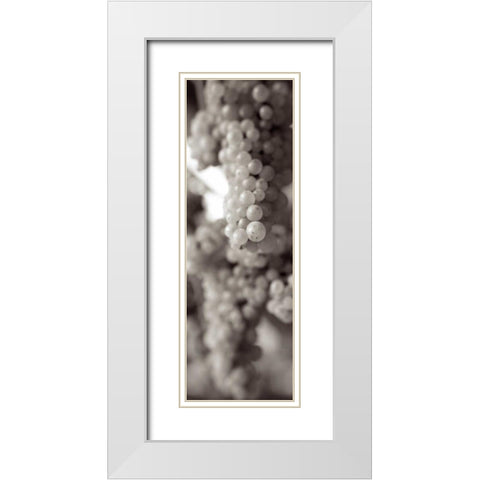 Grapes Pano - 10 White Modern Wood Framed Art Print with Double Matting by Blaustein, Alan