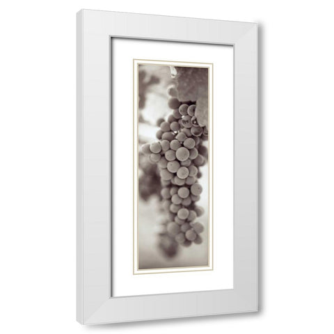Grapes Pano - 3 White Modern Wood Framed Art Print with Double Matting by Blaustein, Alan