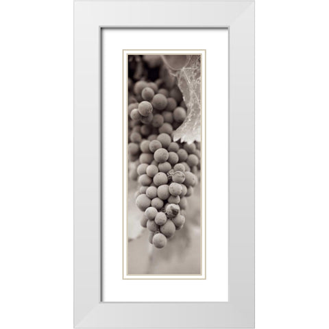 Grapes Pano - 1 White Modern Wood Framed Art Print with Double Matting by Blaustein, Alan