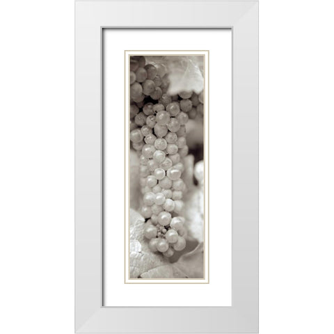 Grapes Pano - 12 White Modern Wood Framed Art Print with Double Matting by Blaustein, Alan