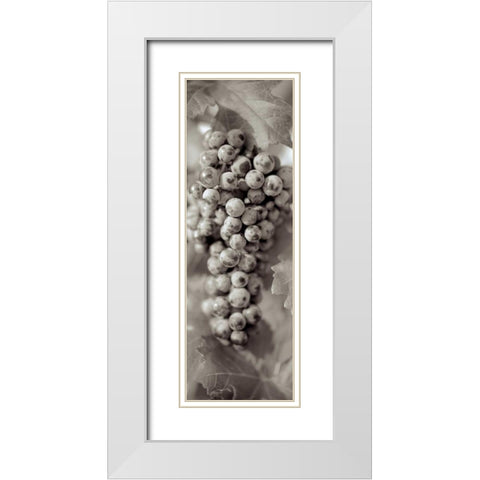 Grapes Pano - 14 White Modern Wood Framed Art Print with Double Matting by Blaustein, Alan