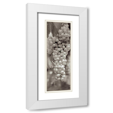 Grapes Pano - 18 White Modern Wood Framed Art Print with Double Matting by Blaustein, Alan