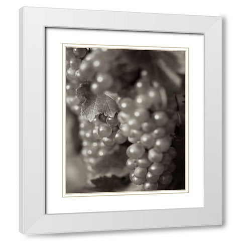 Grapes - 19 White Modern Wood Framed Art Print with Double Matting by Blaustein, Alan