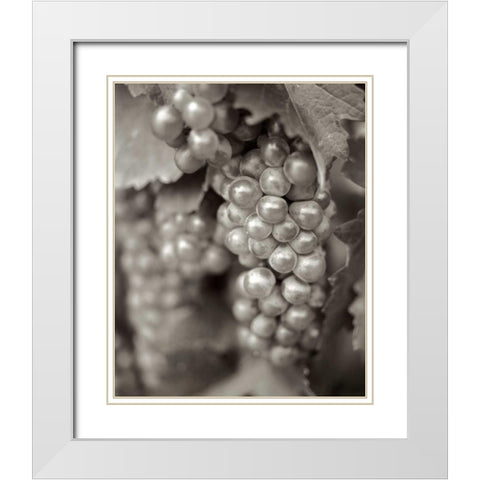 Grapes - 20 White Modern Wood Framed Art Print with Double Matting by Blaustein, Alan