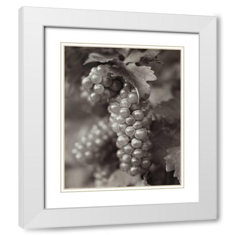 Grapes - 21 White Modern Wood Framed Art Print with Double Matting by Blaustein, Alan